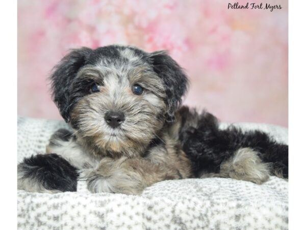 Miniature Schnauzer Dog Male Blue Merle 23392 Petland Fort Myers, Florida