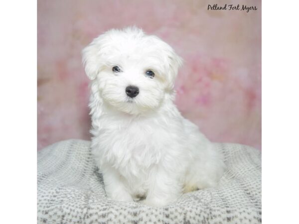 Maltese--Male---Petland Fort Myers, Florida