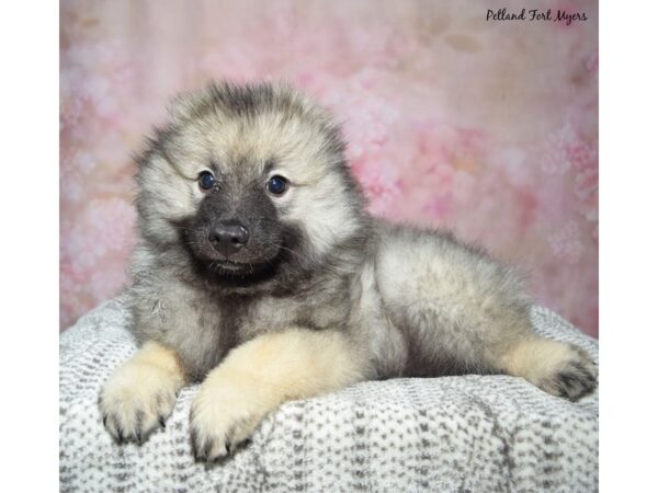 Keeshond Dog Male Black & Silver 23390 Petland Fort Myers, Florida