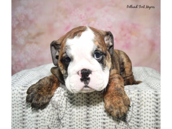 [#23386] Brindle Male English Bulldog Puppies for Sale