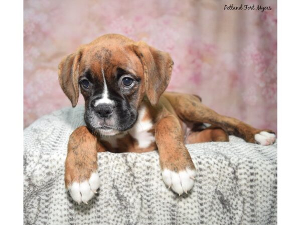 Boxer-Dog-Female-Fawn-23381-Petland Fort Myers, Florida