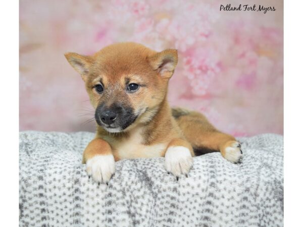 [#23424] Red Seseme Female Shiba Inu Puppies for Sale