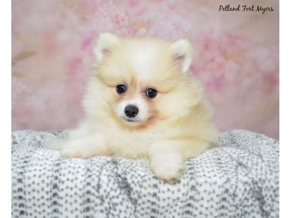 Pomeranian Dog Female Tan & White/Parti 23423 Petland Fort Myers, Florida