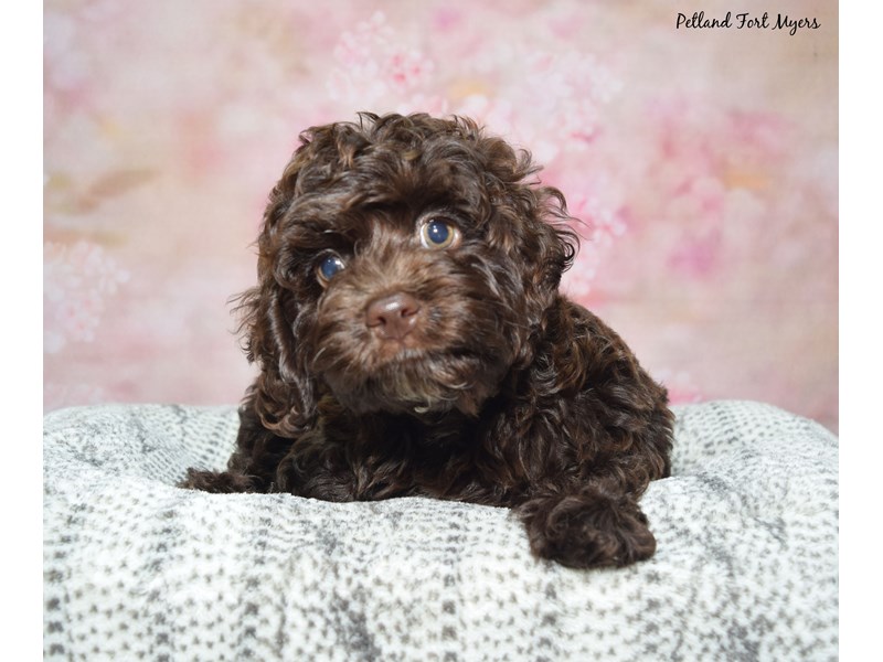 Cockapoo - 23417 Image #1