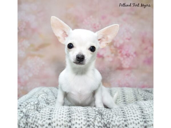 Chihuahua--Male---Petland Fort Myers, Florida