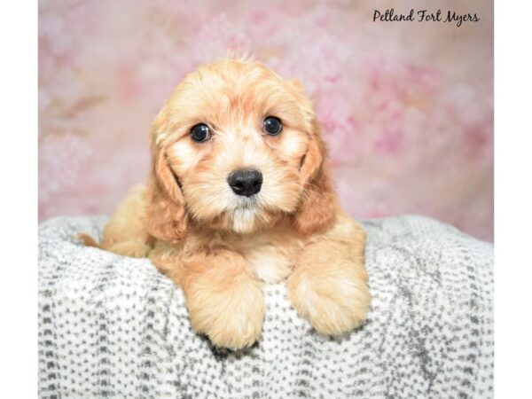 Cavapoo--Female---Petland Fort Myers, Florida