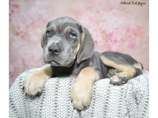 Cane Corso--Male---Petland Fort Myers, Florida