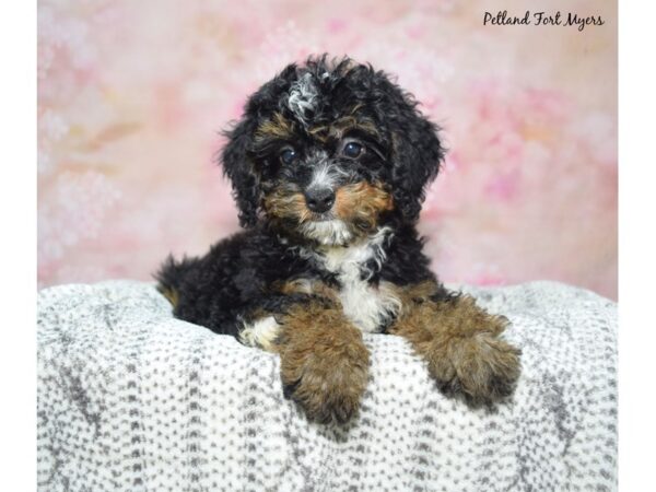 [#23412] Black Tan & White Female Bernedoodle Puppies for Sale