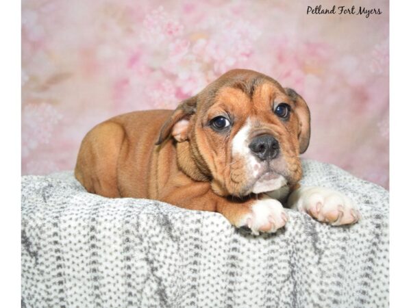 Beabull-Dog-Female-Fawn & White-23411-Petland Fort Myers, Florida