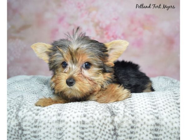 Yorkshire Terrier Dog Female Black & Tan 23448 Petland Fort Myers, Florida