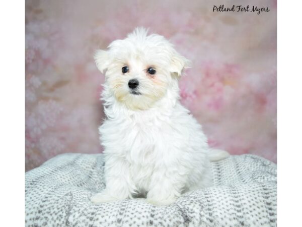 [#23445] White Female Maltese Puppies for Sale