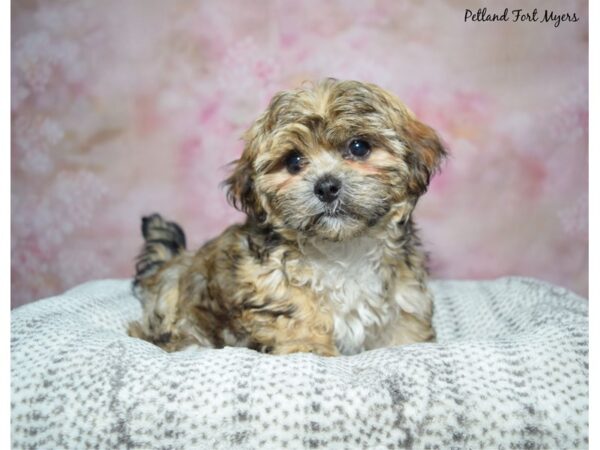 Havashu Dog Female Chocolate Brindle 23444 Petland Fort Myers, Florida