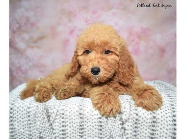 [#23443] Apricot & White Female Goldendoodle Puppies for Sale