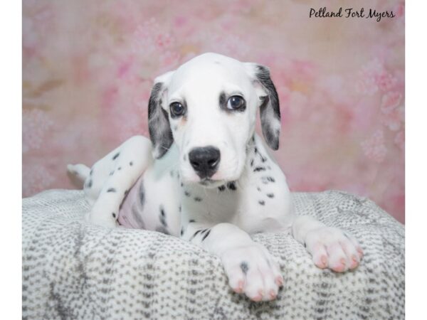 [#23442] Black & White Male Dalmatian Puppies for Sale