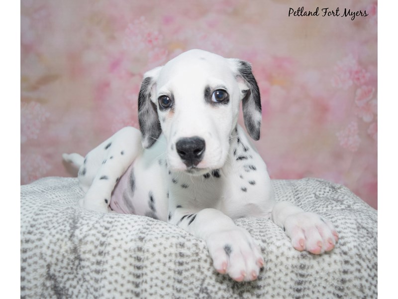 Dalmatian - 23442 Image #1