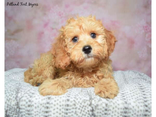 [#23440] Red Male Cockapoo Puppies for Sale