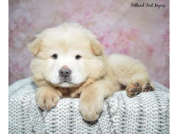 Chow Chow Dog Female Cream 23439 Petland Fort Myers, Florida