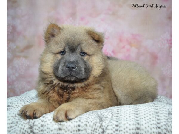 [#23438] Blue Female Chow Chow Puppies for Sale