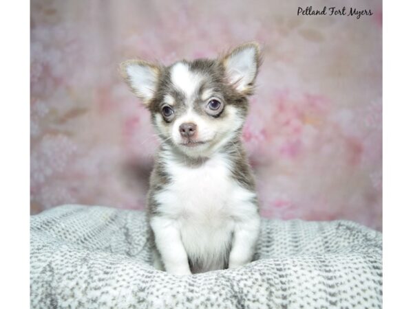 [#23437] Lavender Male Chihuahua Puppies for Sale