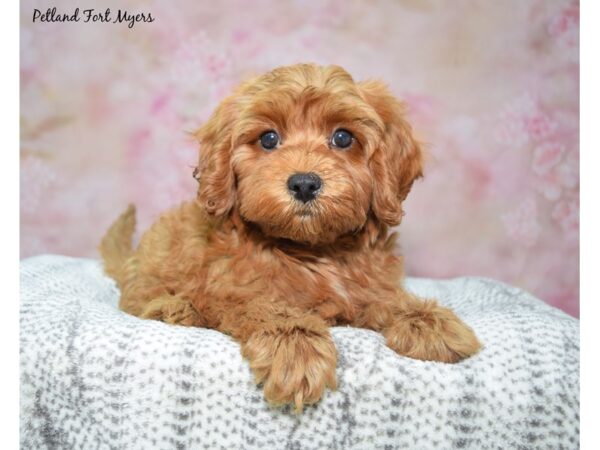 Cavapoo Dog Male Red 23436 Petland Fort Myers, Florida