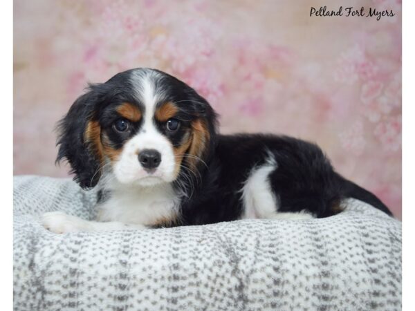 Cavalier King Charles Spaniel-Dog-Male-Tri-23435-Petland Fort Myers, Florida