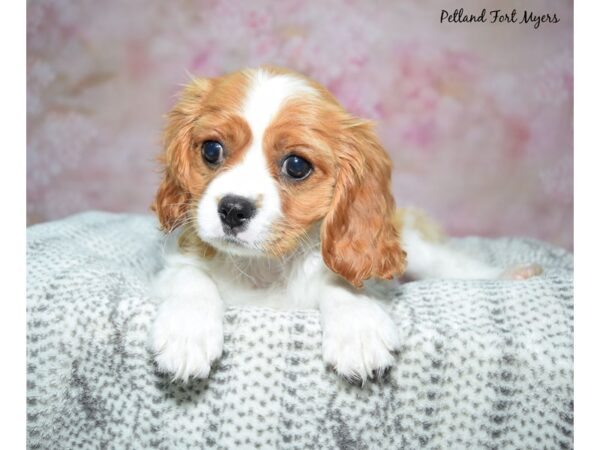 Cavalier King Charles Spaniel-Dog-Female-Blenheim-23434-Petland Fort Myers, Florida