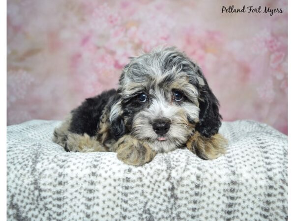 [#23432] Blue Merle Male Aussiedoodle Puppies for Sale