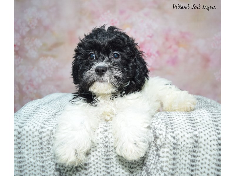 Teddy Bear - 23429 Image #1
