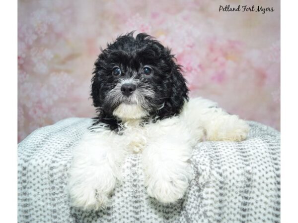 [#23429] Black and White Male Teddy Bear Puppies for Sale