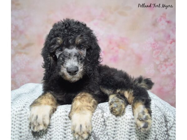 [#23428] Black and Apricot Male Standard Poodle Puppies for Sale