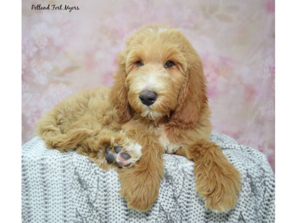 [#23469] Red Male Goldendoodle Puppies for Sale