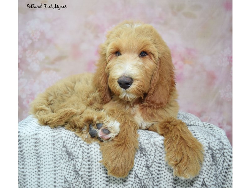Goldendoodle - 23469 Image #1