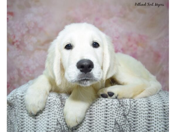 [#23467] Golden Male Golden Retriever Puppies for Sale