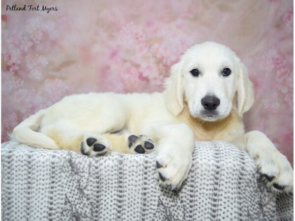 [#23466] Golden Male Golden Retriever Puppies for Sale