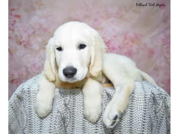 [#23465] Golden Male Golden Retriever Puppies for Sale