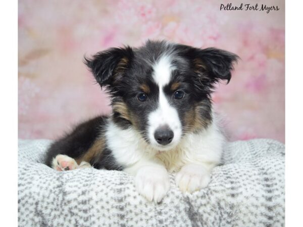 [#23463] Black White and Tan Male Shetland Sheepdog Puppies for Sale