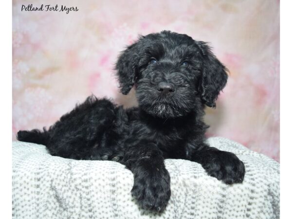 [#23462] Black Male Giant Schnoodle Puppies for Sale