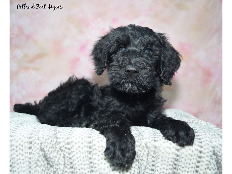 Giant Schnoodle - 23462 Image #1