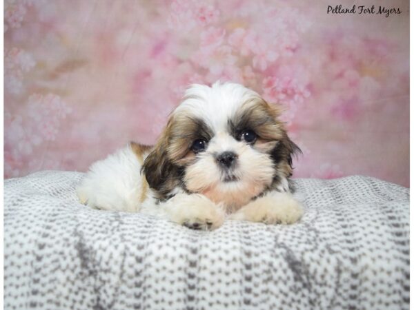 [#23458] Tan & White Female Shih Tzu Puppies for Sale