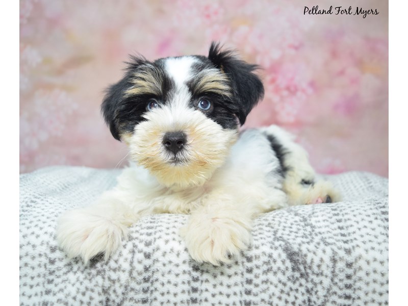 Miniature Schnauzer - 23456 Image #1