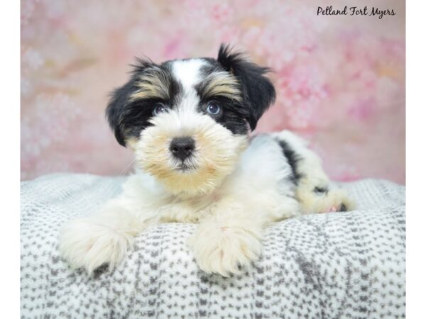 [#23456] Br & Wh Male Miniature Schnauzer Puppies for Sale