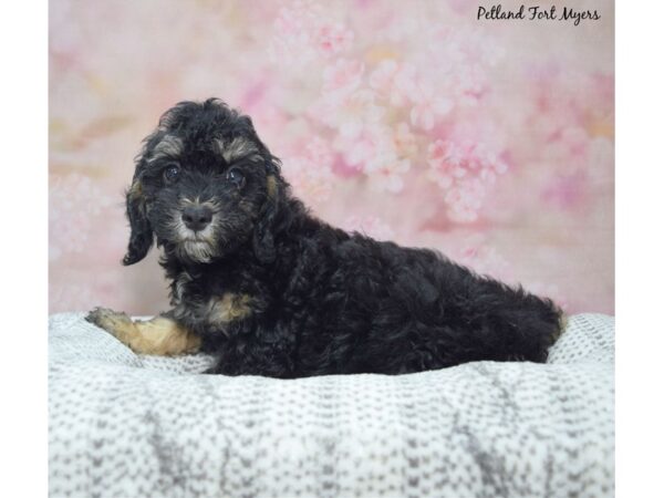 [#23455] Black Female Malti Poo Puppies for Sale