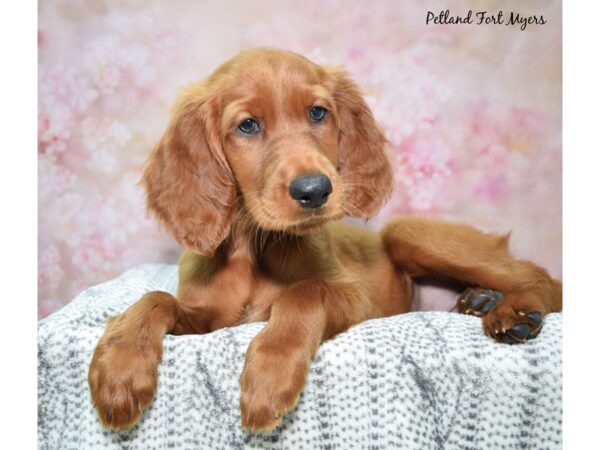 [#23453] Red Female Irish Setter Puppies for Sale