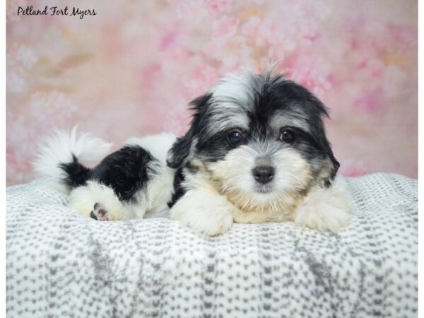 [#23452] Black & White Female Havanese Puppies for Sale