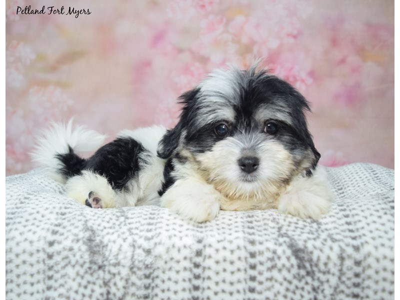 Havanese - 23452 Image #1