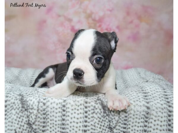 [#23449] Black & White Female Boston Terrier Puppies for Sale