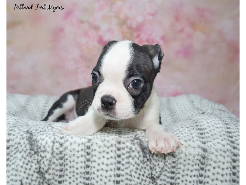 Boston Terrier - 23449 Image #1