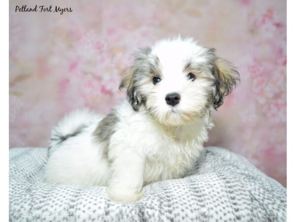 [#23426] Silver Sable Male Havanese Puppies for Sale