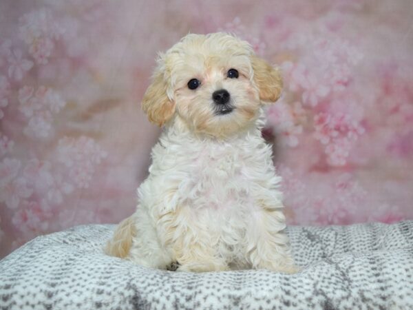 [#23459] Cr Male Shih Poo Puppies for Sale