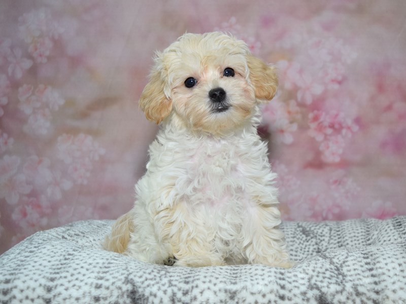 Shih Poo - 23459 Image #1